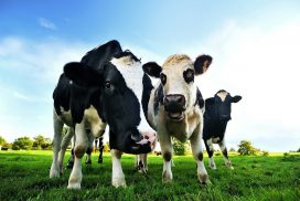 Des vaches sur un champ verdoyant en Normandie